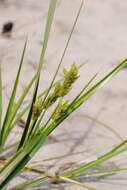 Image of Sand Flat Sedge