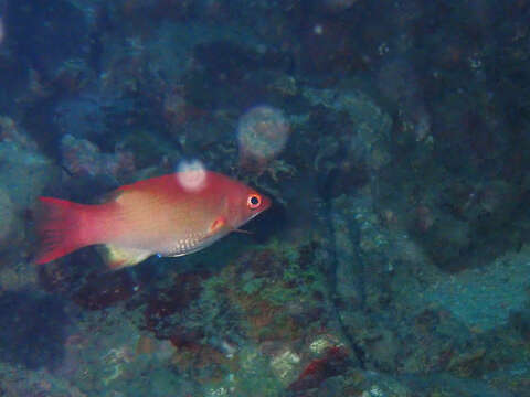 Image of Bay of Bengal hogfish