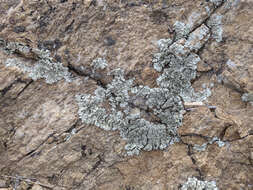 Image of Mexican xanthoparmelia lichen