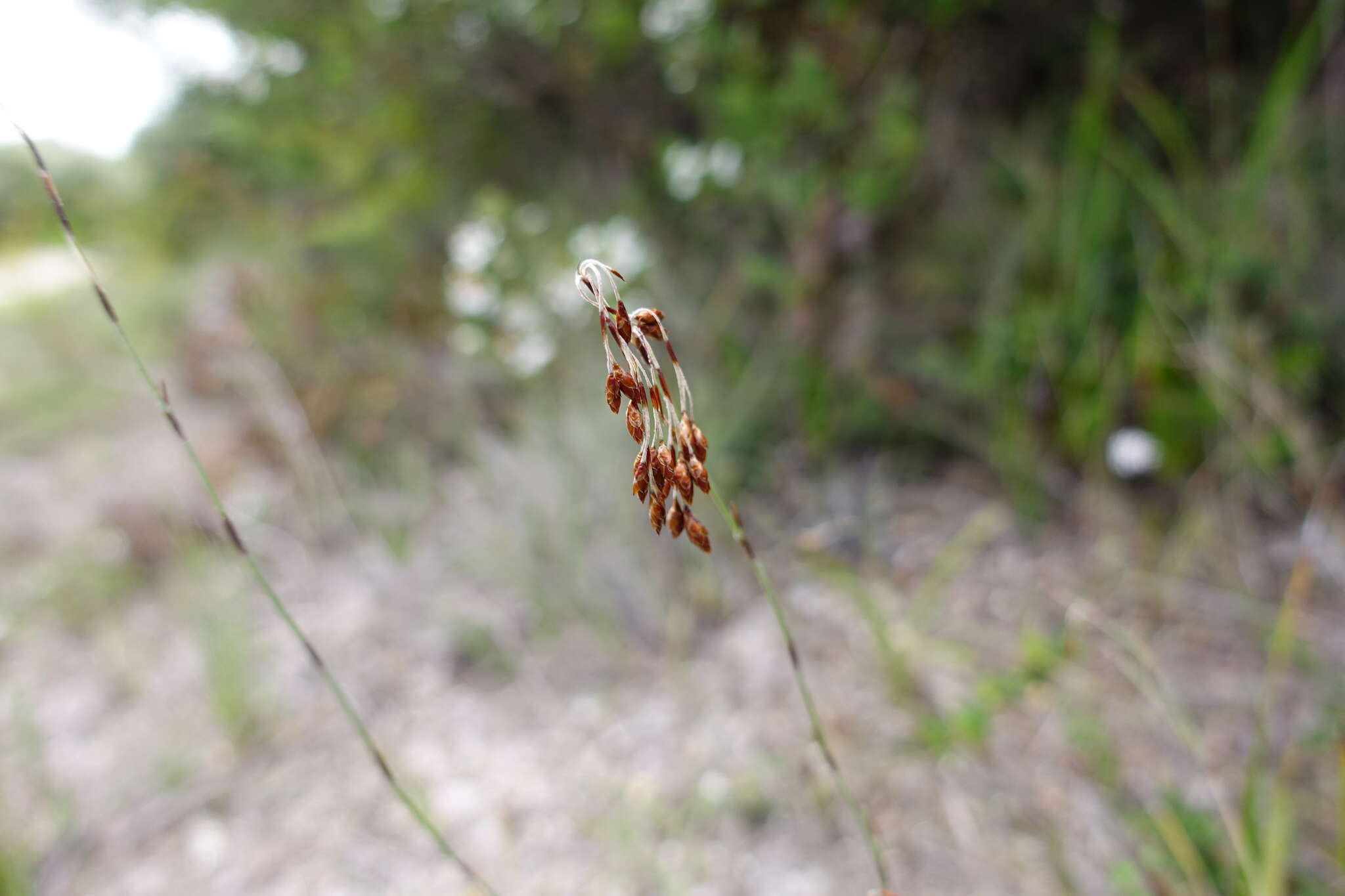 Image of Apodasmia brownii (Hook. fil.) B. G. Briggs & L. A. S. Johnson