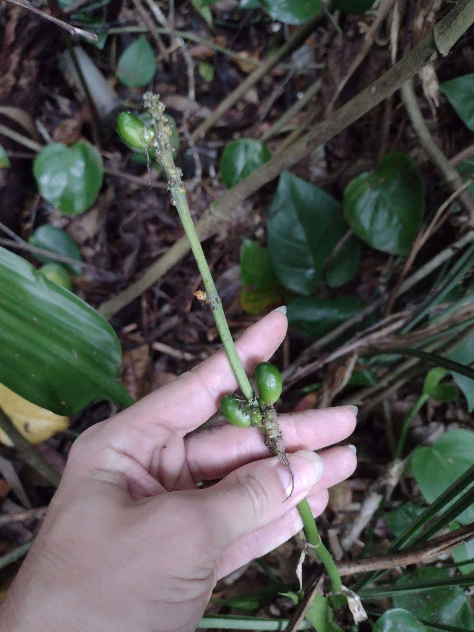 Image of Dracaena aubryana Brongn. ex É. Morren