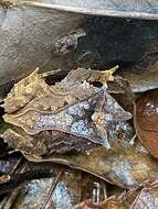 Image of Guenther's Horned Frog