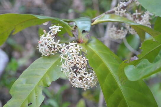 Слика од Ixora aneityensis Guillaumin