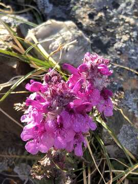 Imagem de Pedicularis anthemifolia Fisch. ex Colla