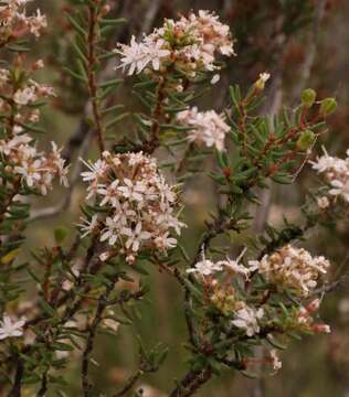 Image of Agathosma foetidissima (Bartl. & Wendl.) Steud.