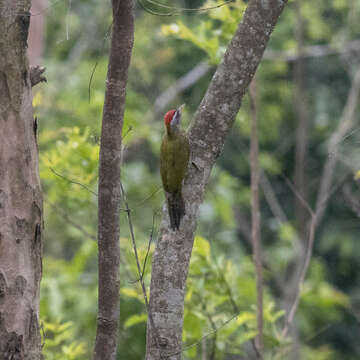 Image of Scaly-bellied Woodpecker