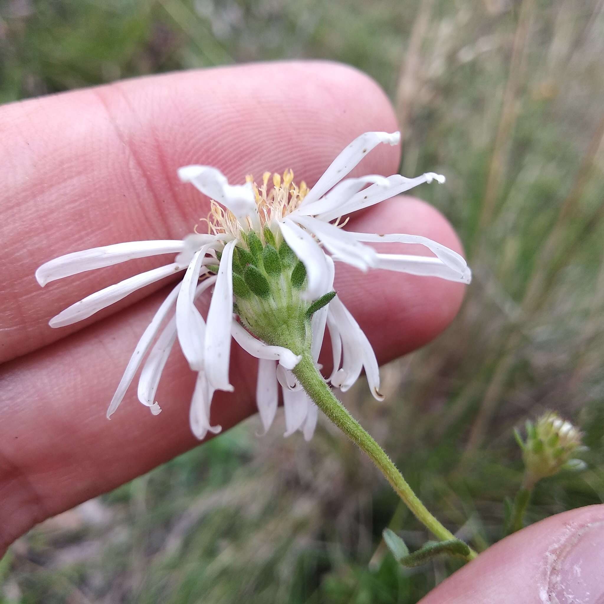 Image of Symphyotrichum trilineatum (Sch. Bip. ex Klatt) G. L. Nesom