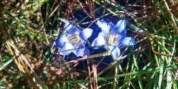 Image of Gentiana bicuspidata (G. Don) Briquet