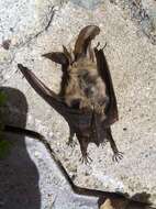 Image of Brown long-eared bat