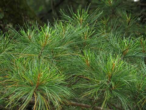 Imagem de Pinus koraiensis Siebold & Zucc.