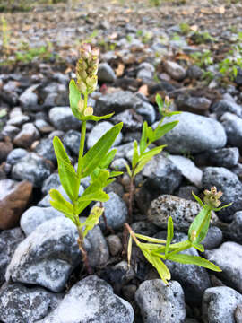 Image of Western False Dragonhead