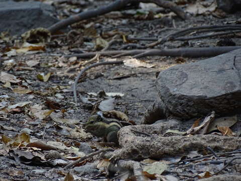 Image of Himalayan Striped Squirrel