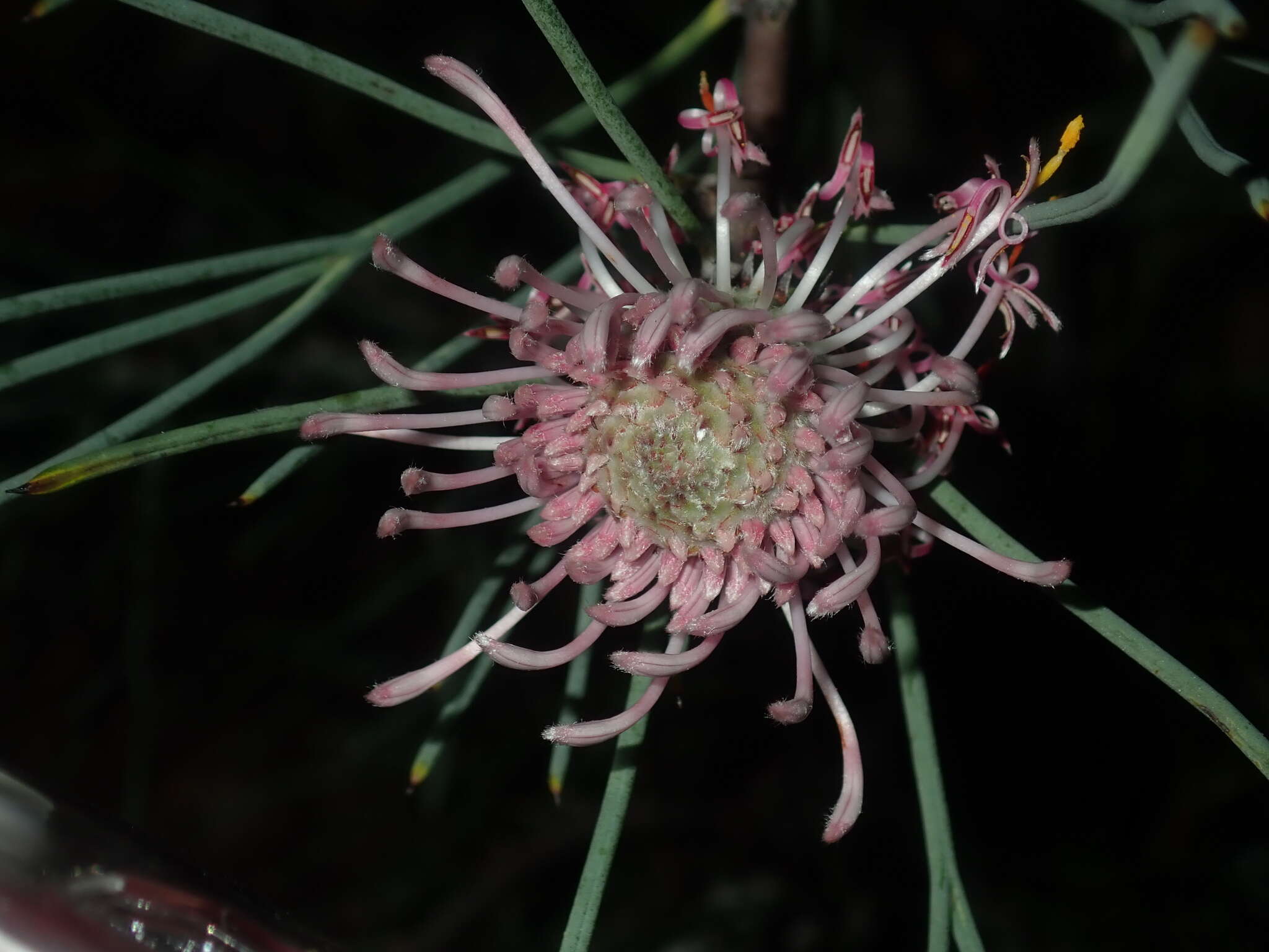 Image of Isopogon divergens R. Br.