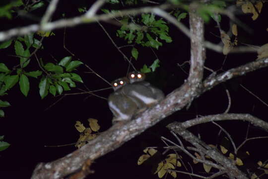 Image of Woolly Lemur