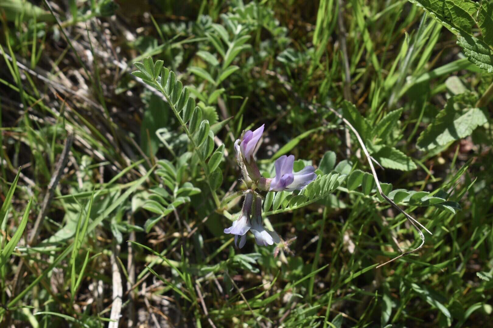 Sivun <i>Astragalus <i>crassicarpus</i></i> var. crassicarpus kuva