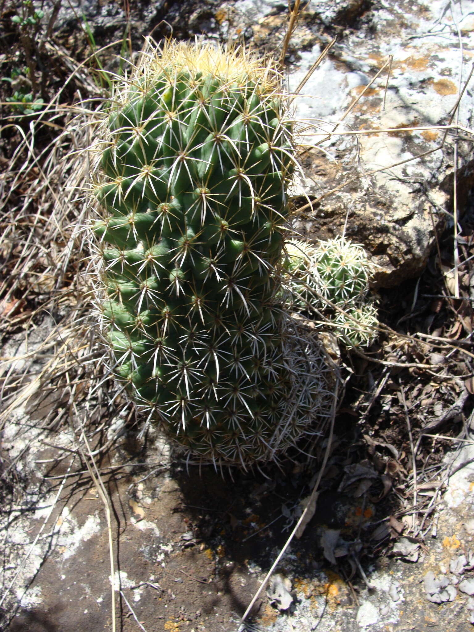 Image of Coryphantha glassii Dicht & A. Lüthy