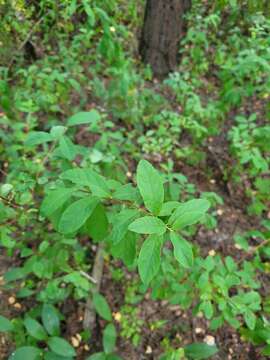 Image of Menzies' spirea