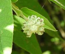 Image of Croton alamosanus Rose