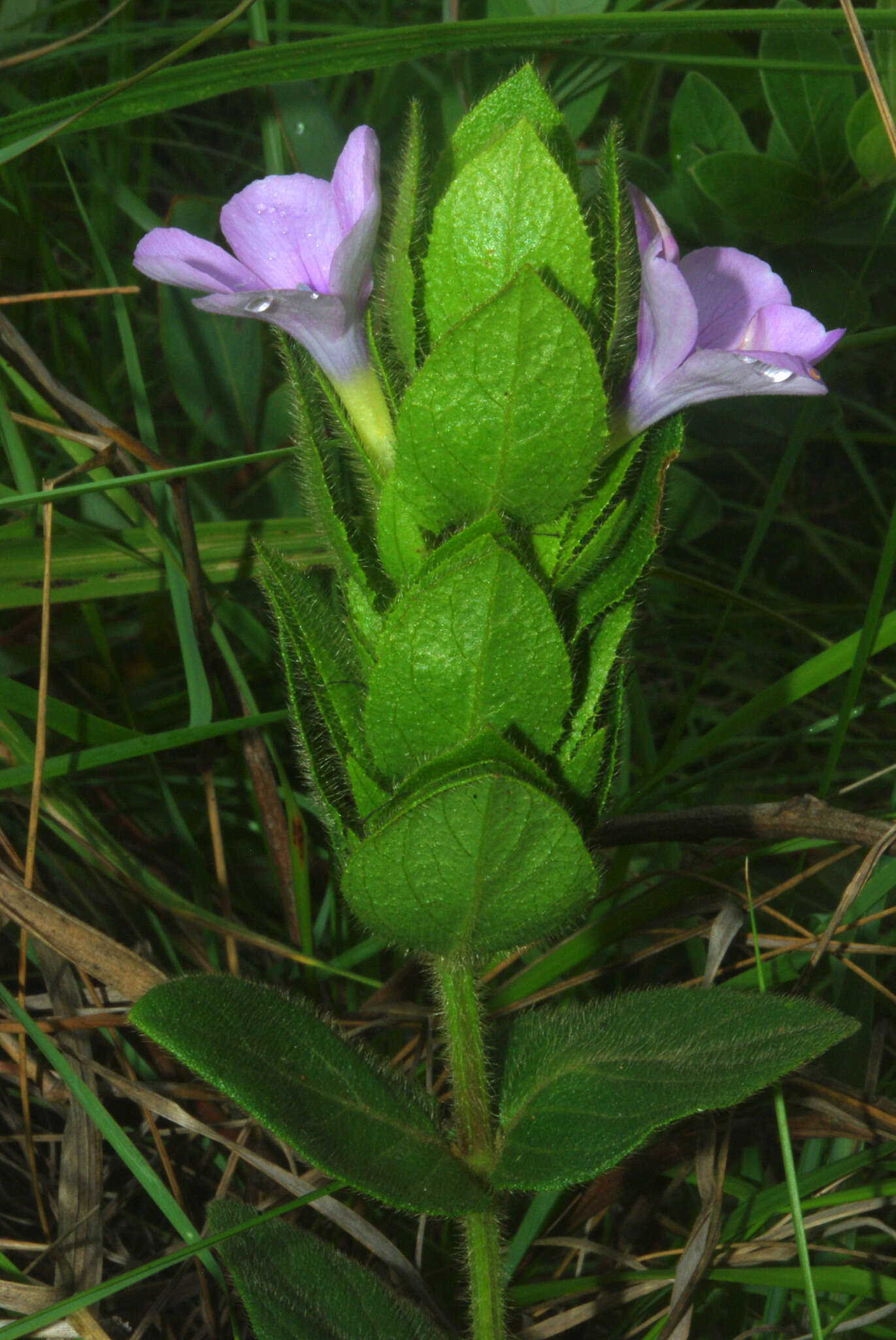 Barleria ovata E. Mey. ex Nees的圖片