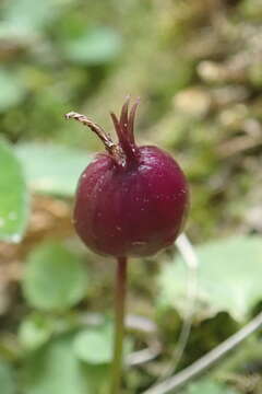 Image de Lobelia nummularia Lam.