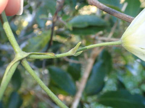 Imagem de Clematis paniculata J. F. Gmel.