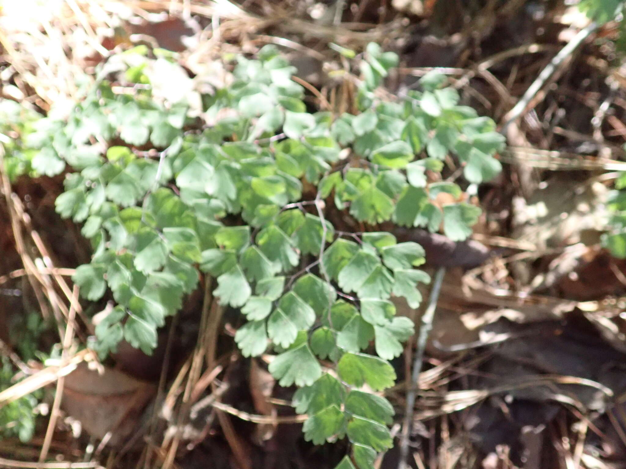 Adiantum andicola Liebm.的圖片