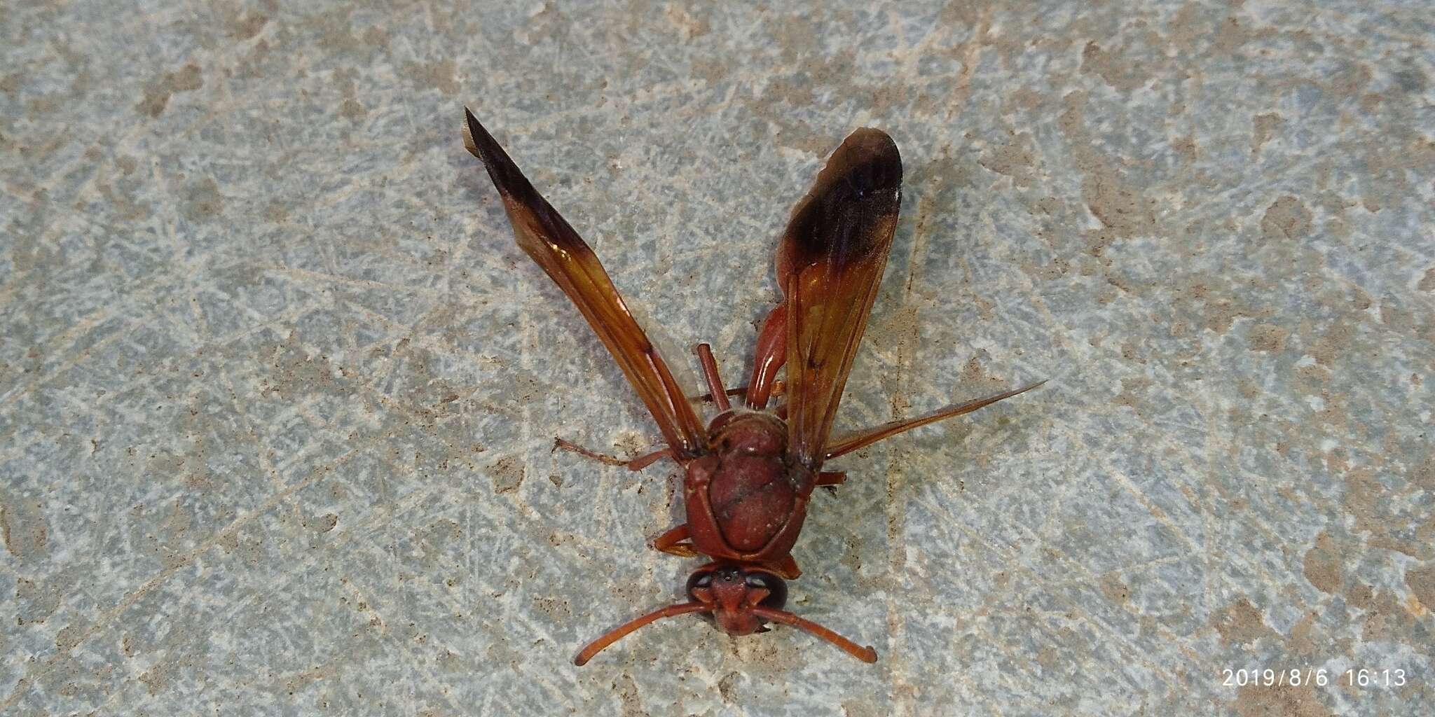 Image of Caterpillar hunting wasp