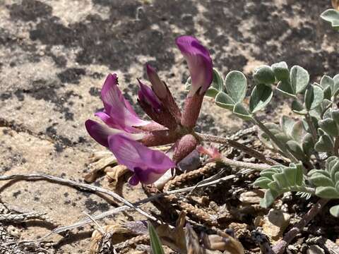 Image of cicada milkvetch