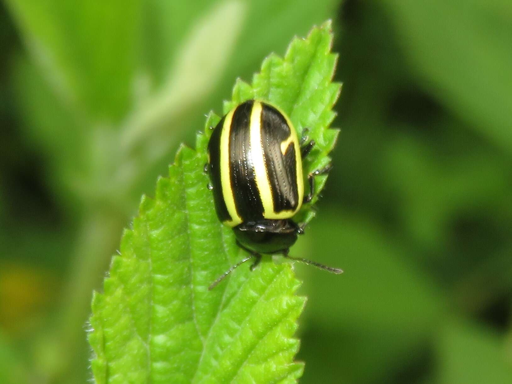 Image of Cosmogramma Erichson 1847