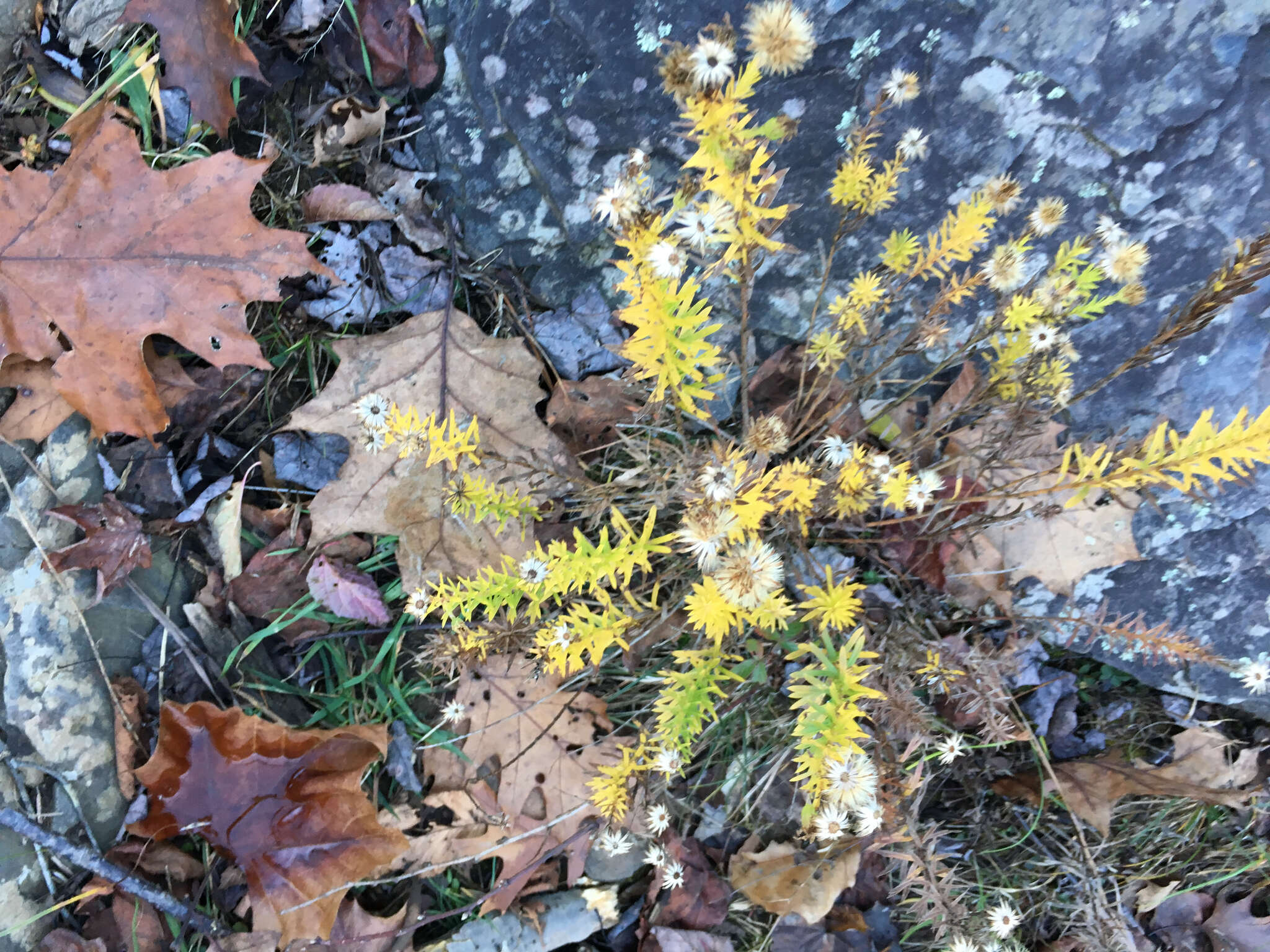 Image of Ionactis linariifolia (L.) Greene