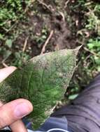 Image of Columnea inaequilatera Poepp.