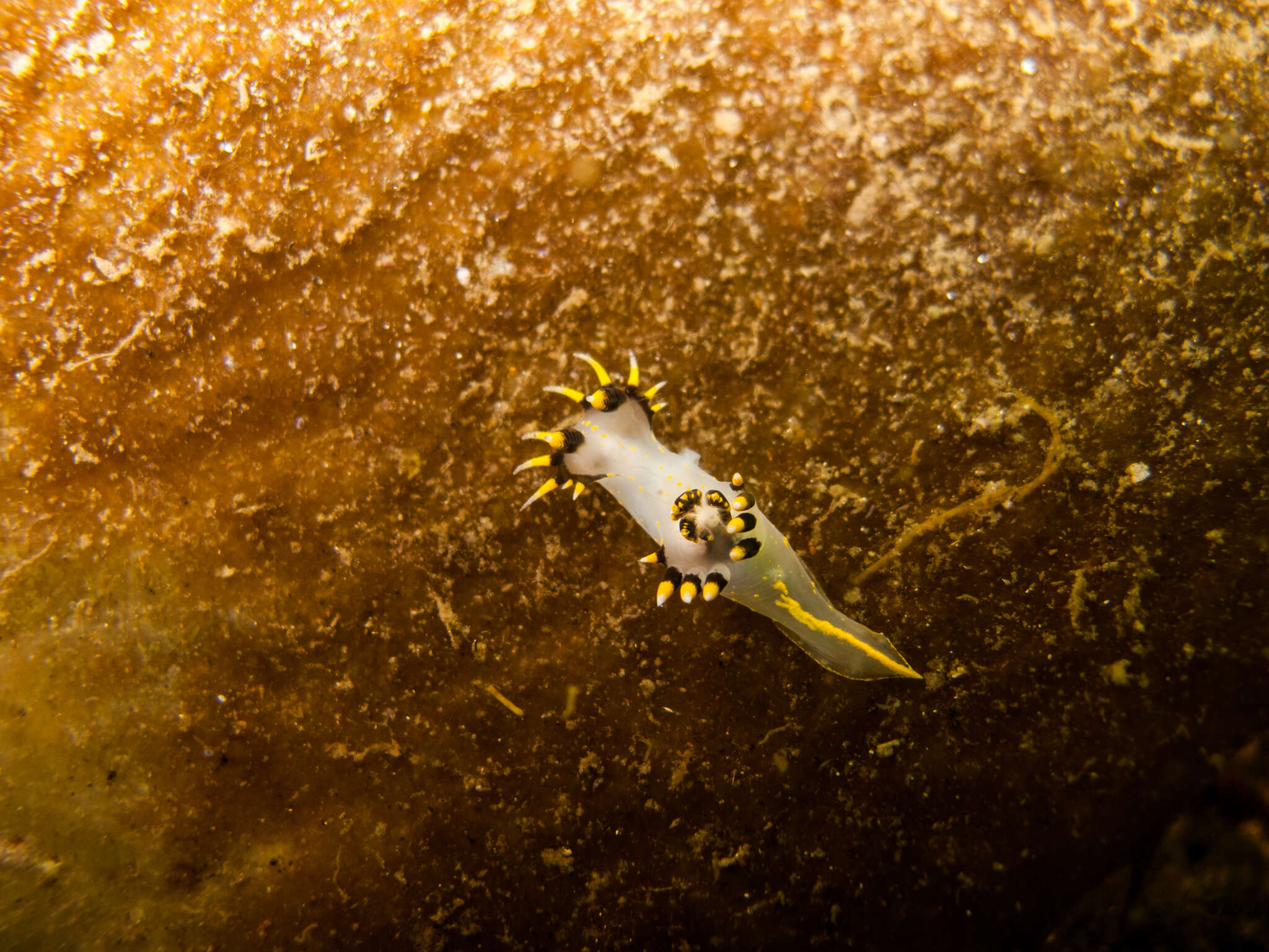 Image of Polycera tricolor Robilliard 1971