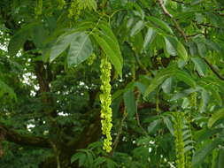 Image of Caucasian Wingnut