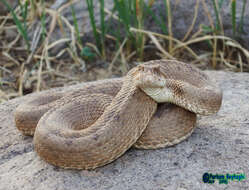 صورة Montivipera latifii (Mertens, Darewsky & Klemmer 1967)