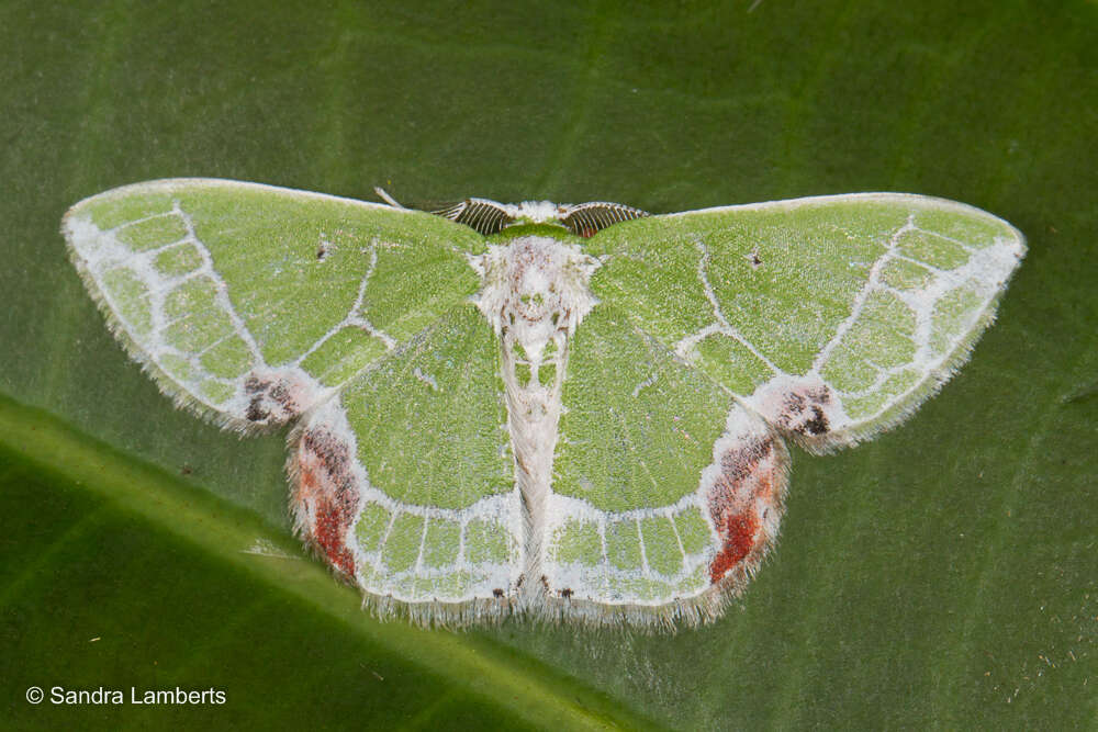 Imagem de <i>Protuliocnemis castalaria</i>