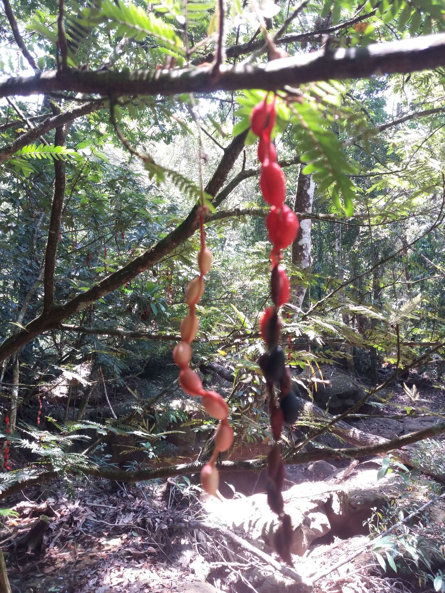 Image of Guadeloupe blackbead