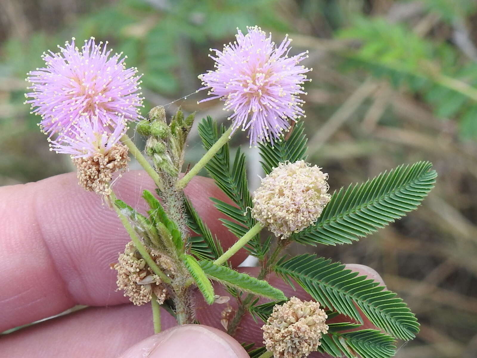 Mimosa asperata L. resmi