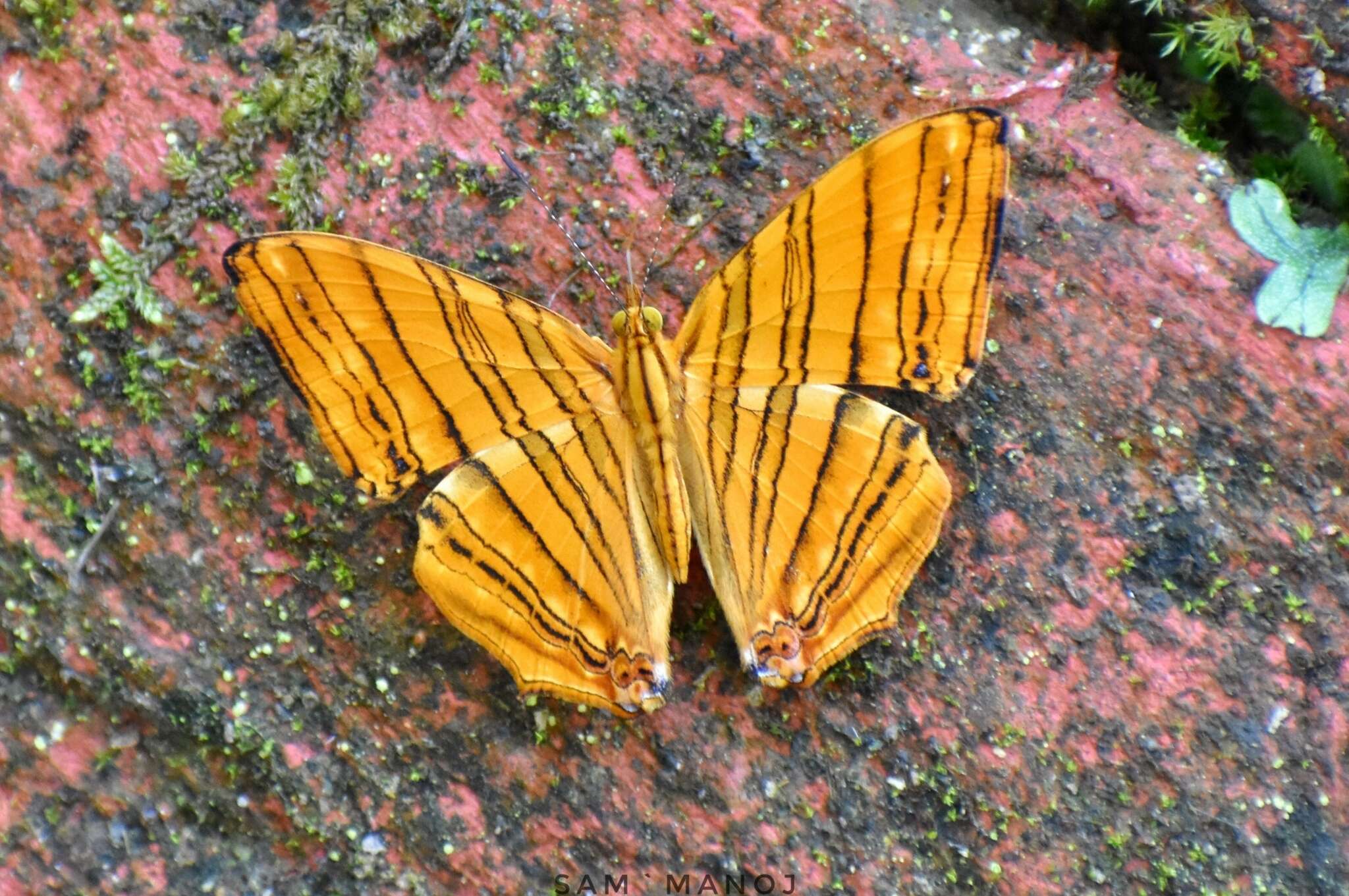 Image of Chersonesia risa Doubleday (1848)