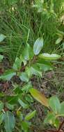 Image de Salix pyrifolia Anderss.