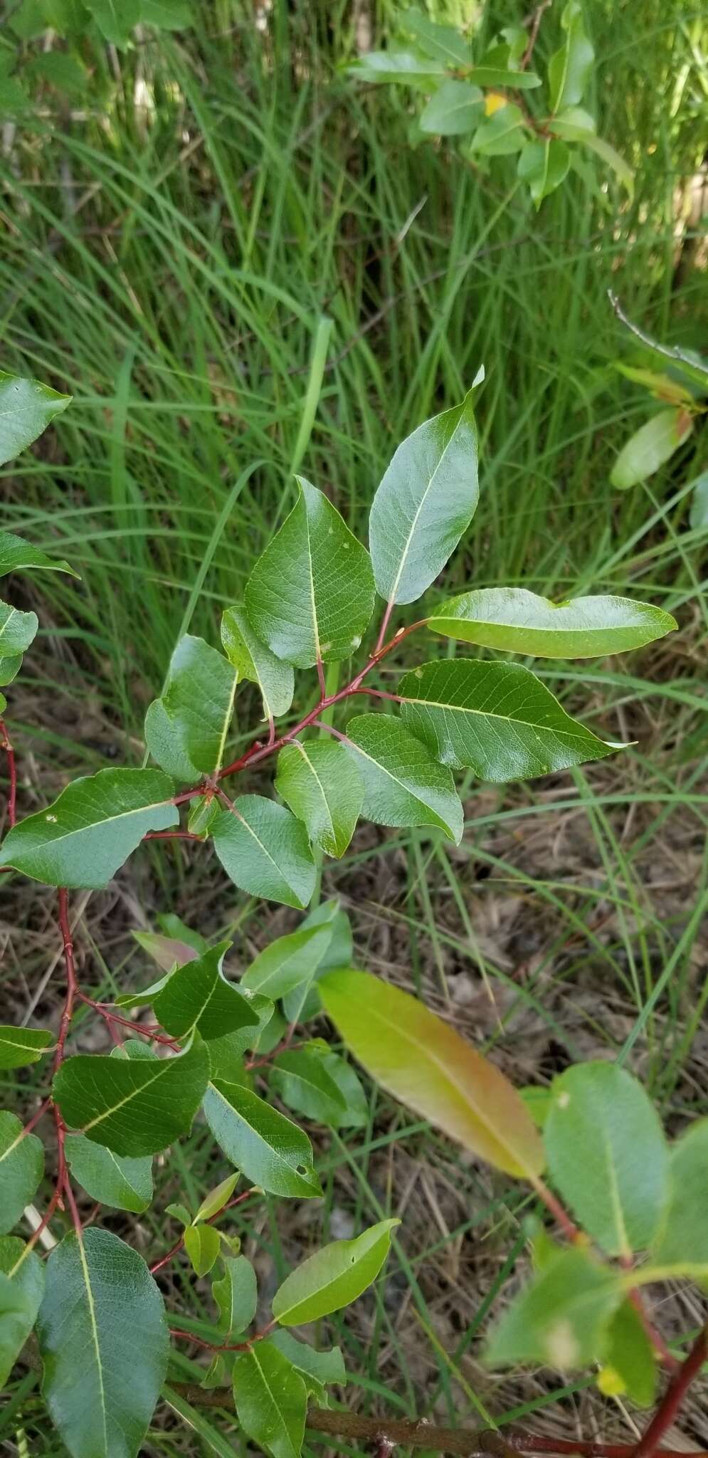 Image de Salix pyrifolia Anderss.