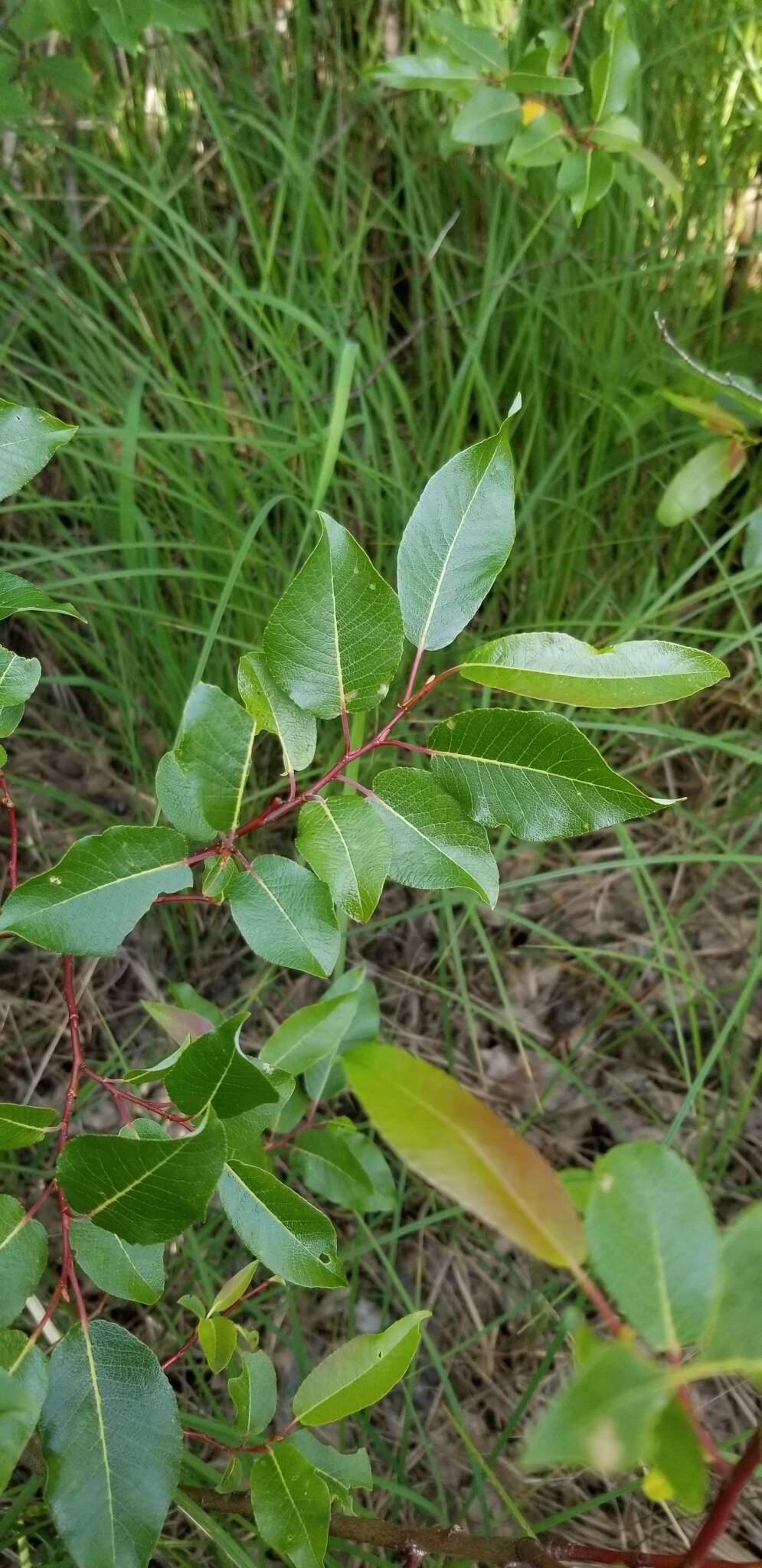 Image of balsam willow