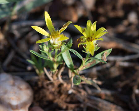 Image of Drummond's sleepydaisy