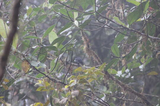 Image of Black Solitaire