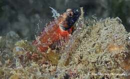 Image of Blackthroat Triplefin