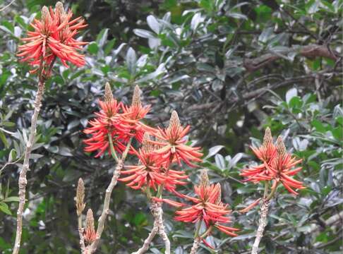 Image of Coral tree