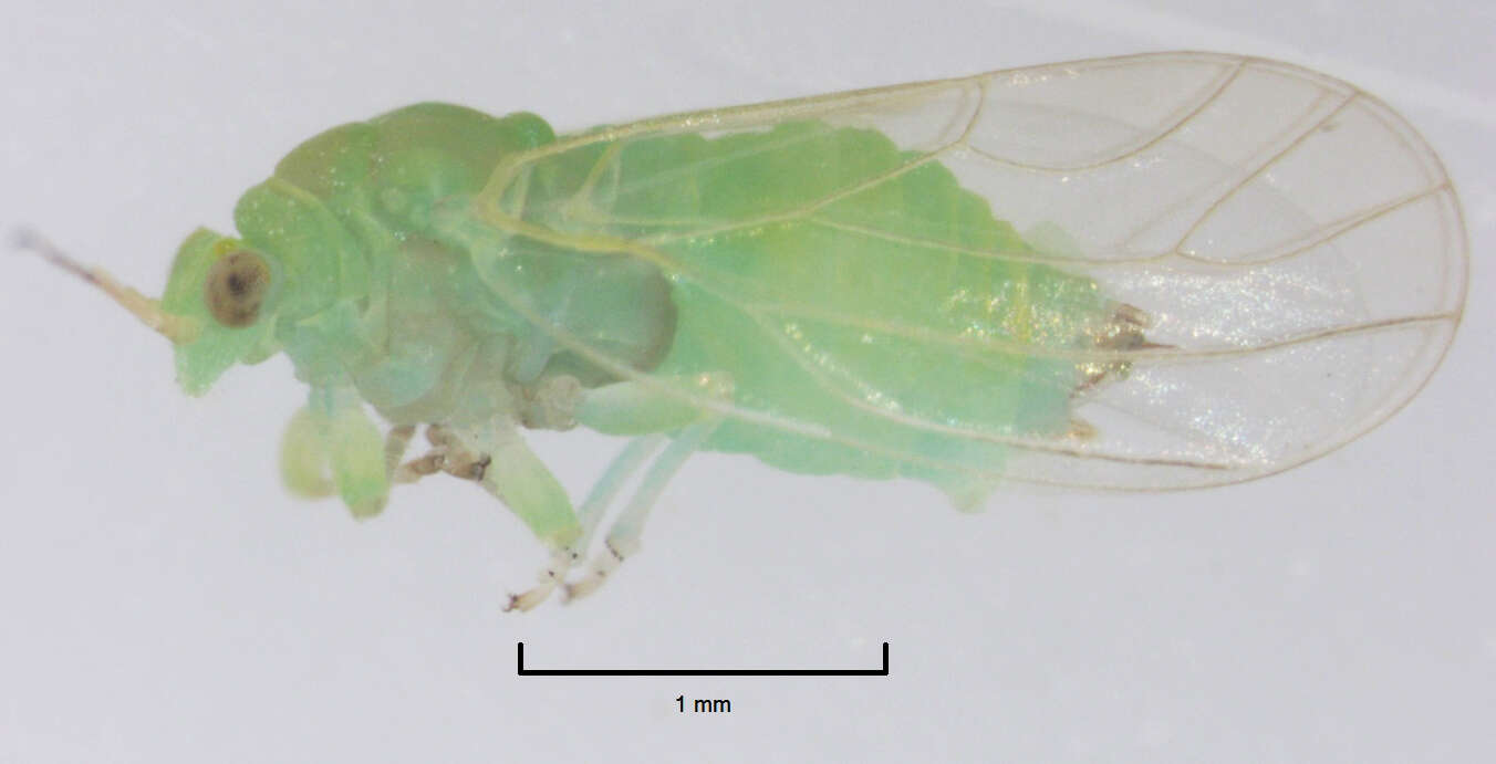 Image of Jumping plant lice