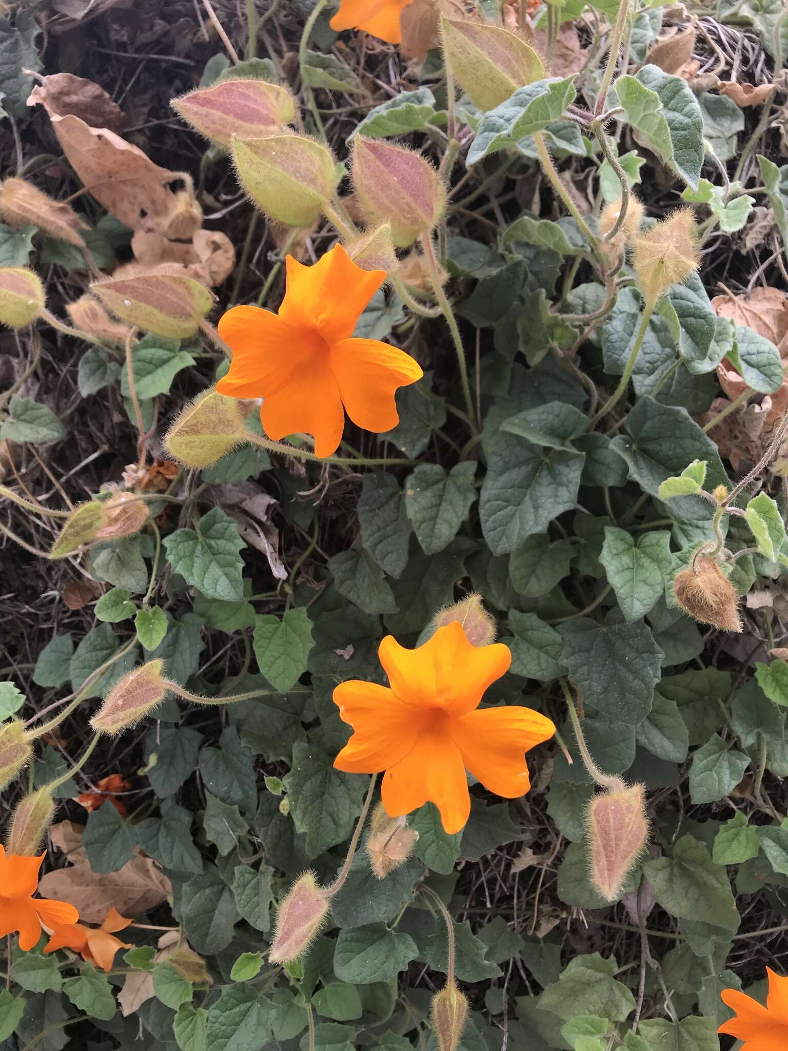 Image of Thunbergia gregorii S. Moore