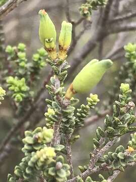 Image of Macrostylis crassifolia Sond.