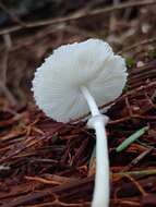 Image of Leucocoprinus brebissonii (Godey) Locq. 1943