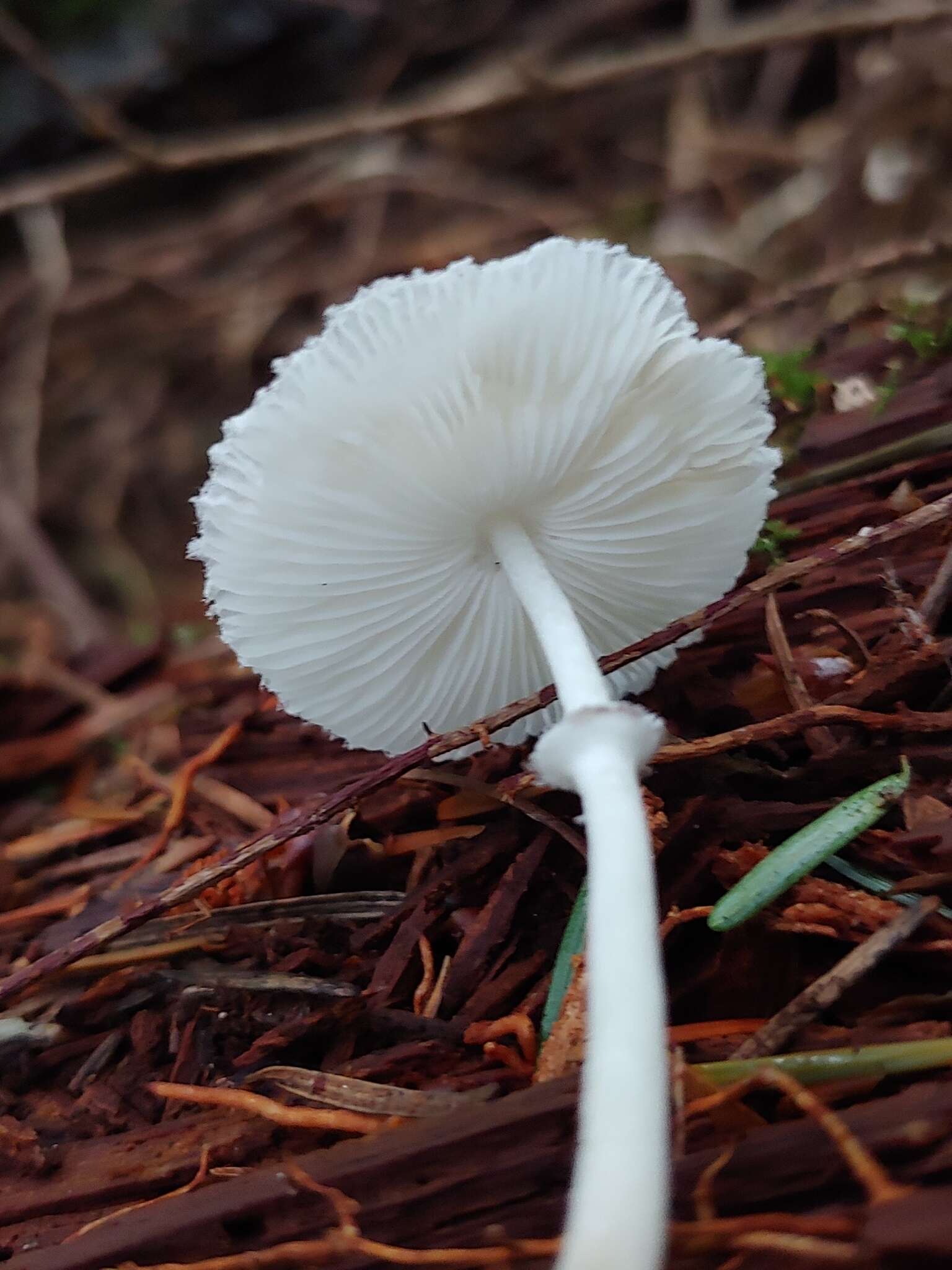 Image of Leucocoprinus brebissonii (Godey) Locq. 1943